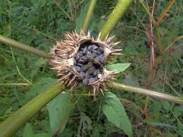 Attēlu rezultāti vaicājumam “Datura stramonium fruit”