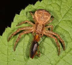 Attēlu rezultāti vaicājumam “Xysticus bifasciatus”