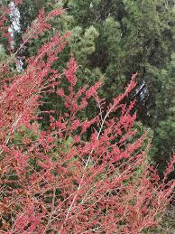 Attēlu rezultāti vaicājumam “Hamamelis vernalis”