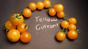 Afbeeldingsresultaat voor broad ripple yellow currant tomato