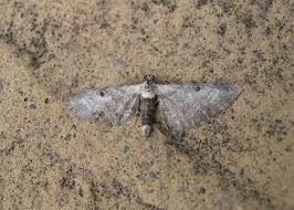 Attēlu rezultāti vaicājumam “Eupithecia subumbrata larva”