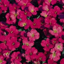 Attēlu rezultāti vaicājumam “Aubrieta deltoidea flower”