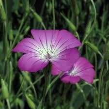 Image result for Agrostemma githago