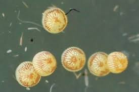 Attēlu rezultāti vaicājumam “Protoschinia scutosa”