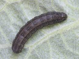 Attēlu rezultāti vaicājumam “Euxoa nigricans”