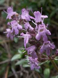 Attēlu rezultāti vaicājumam “Thymus serpyllum flower”