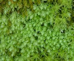 Attēlu rezultāti vaicājumam “Pohlia sphagnicola”