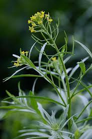 Attēlu rezultāti vaicājumam “Erysimum cheiranthoides leaf”