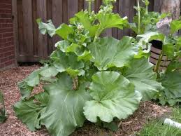 Attēlu rezultāti vaicājumam “Rheum rhabarbarum fruit”