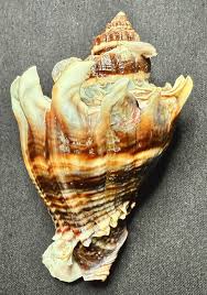 Image result for Melongena corona