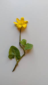 Attēlu rezultāti vaicājumam “Ficaria verna flower”