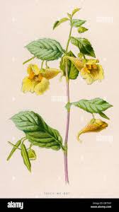 Attēlu rezultāti vaicājumam “Impatiens noli-tangere flower”