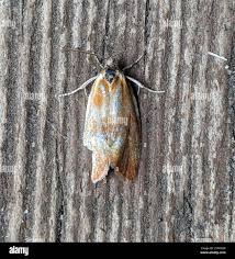 Attēlu rezultāti vaicājumam “Eulia ministrana”