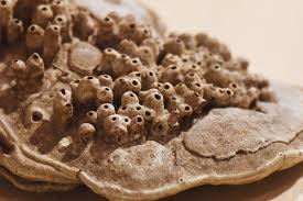 Attēlu rezultāti vaicājumam “Agathomyia wankowiczii”