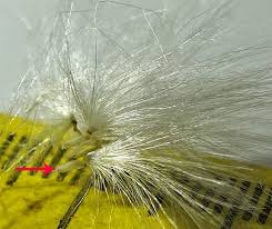 Attēlu rezultāti vaicājumam “Sonchus arvensis subsp. uliginosus flower”