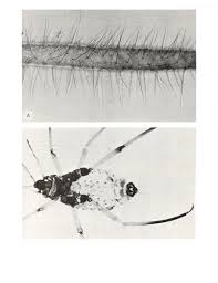 Attēlu rezultāti vaicājumam “Schizolachnus pineti”