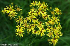 Attēlu rezultāti vaicājumam “Jacobaea paludosa”