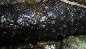 Attēlu rezultāti vaicājumam “Ombrophila violacea”