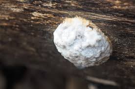 Attēlu rezultāti vaicājumam “Diderma subviridifuscum var. macrospora* macro”