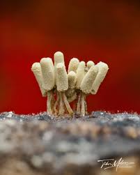 Attēlu rezultāti vaicājumam “Collaria arcyrionema stalked”