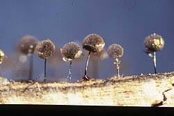 Attēlu rezultāti vaicājumam “Lamproderma gulielmae”