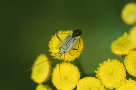 Attēlu rezultāti vaicājumam “Adelphocoris quadripunctatus”