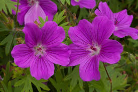 Attēlu rezultāti vaicājumam “Geranium sanguineum”