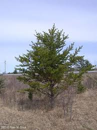 Attēlu rezultāti vaicājumam “Pinus banksiana”