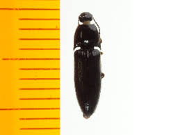 Attēlu rezultāti vaicājumam “Ampedus sp.”