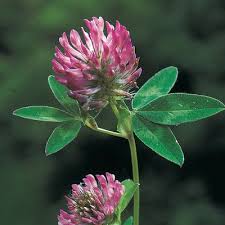 Attēlu rezultāti vaicājumam “Trifolium medium flower”