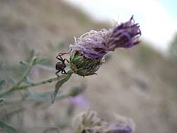 Attēlu rezultāti vaicājumam “Centaurea stoebe fruit”