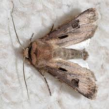 Attēlu rezultāti vaicājumam “Agrotis exclamationis”