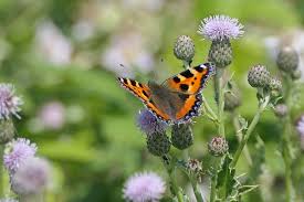 Image result for Small Tortoiseshell