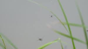 Attēlu rezultāti vaicājumam “Gerridae imago”