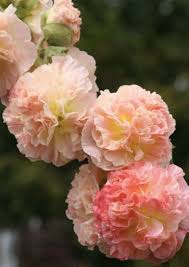 Image result for Alcea rosea `Appleblossom`