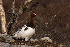 Image result for Lagopus lagopus