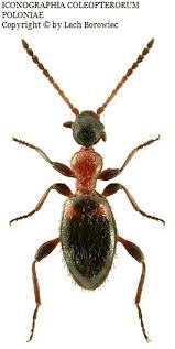 Attēlu rezultāti vaicājumam “Anthicidae”