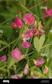 Attēlu rezultāti vaicājumam “Lathyrus tuberosus bud”