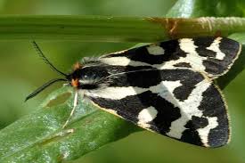 Attēlu rezultāti vaicājumam “Parasemia plantaginis”