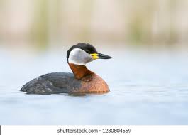 Attēlu rezultāti vaicājumam “Podiceps grisegena adult”