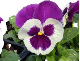 Attēlu rezultāti vaicājumam “Viola x williamsii flower”