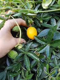 Attēlu rezultāti vaicājumam “Clematis fruit”