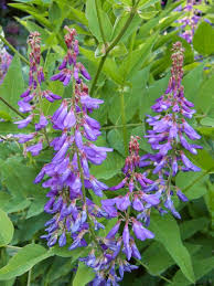 Attēlu rezultāti vaicājumam “Galega orientalis”