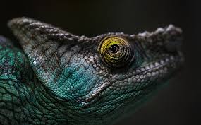 Attēlu rezultāti vaicājumam “Dianema nivale macro”