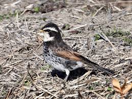 Image result for Turdus eunomus