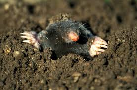 Attēlu rezultāti vaicājumam “Talpa europaea”