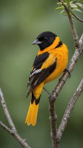 Image result for Icterus galbula