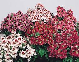 Image result for Schizanthus