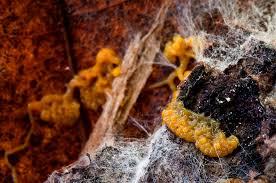 Attēlu rezultāti vaicājumam “Badhamia melanospora macro”