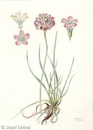 Attēlu rezultāti vaicājumam “Armeria vulgaris flower”